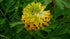 Corydalis nobilis yellow flower