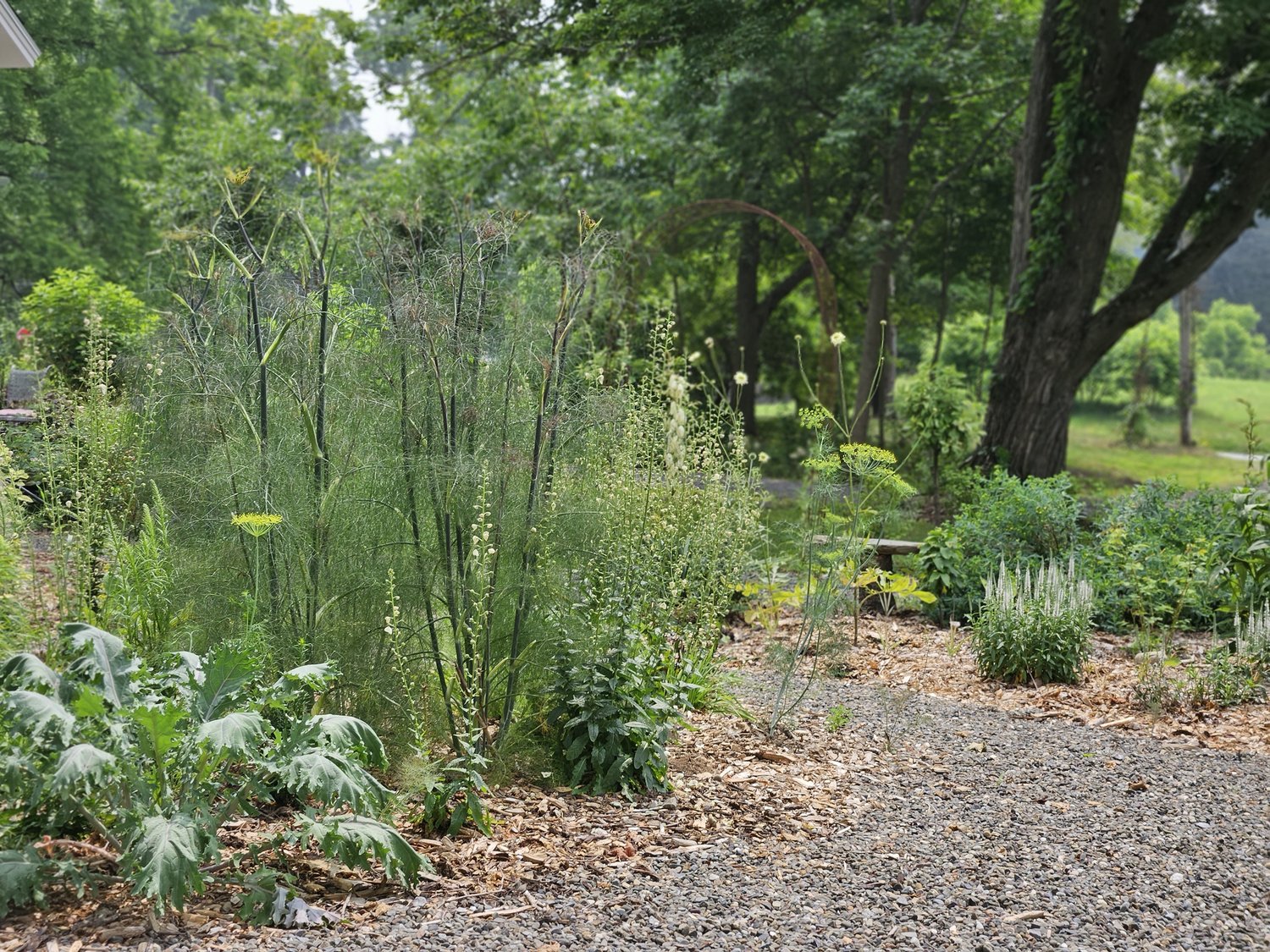 Foeniculum vulgare &