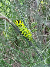 Foeniculum vulgare &