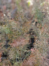 Foeniculum vulgare &