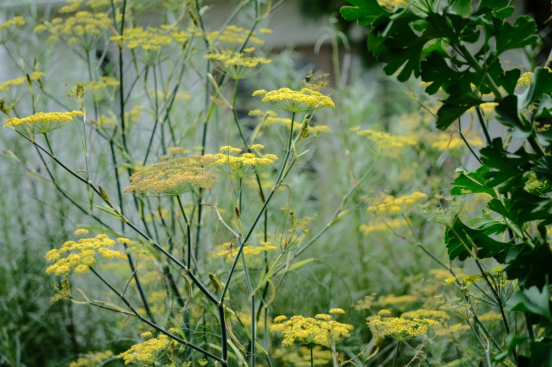 Yellow umbel flowers of Foeniculum vulgare &