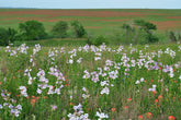 Field of wildflowers with a green landscape and blue sky in the background showing  Penstemon cobaea, commonly knonw as showy beardtongue.