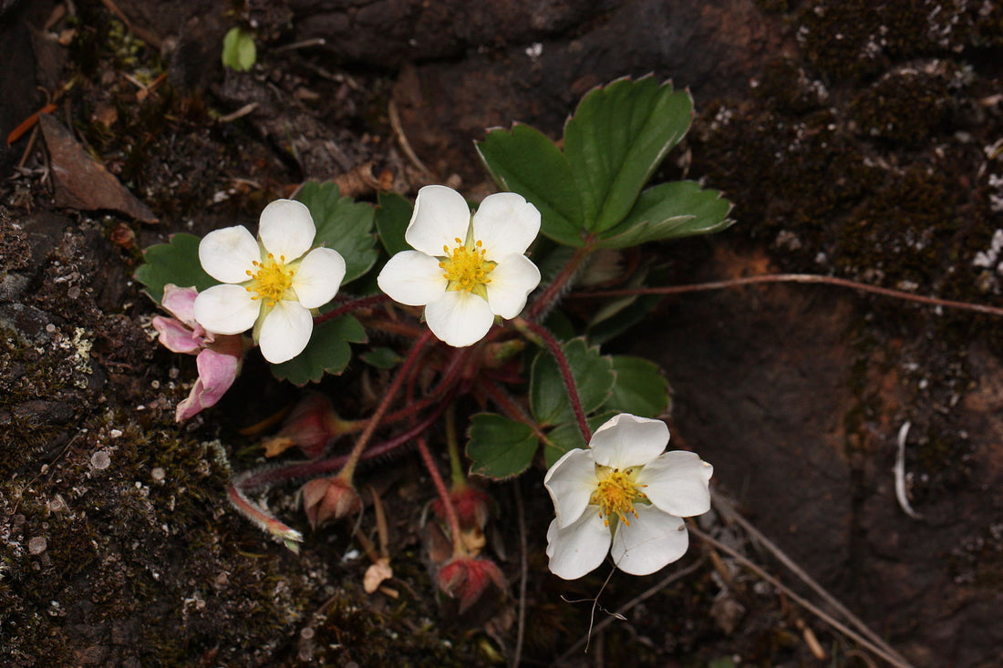 Fragaria virginiana | wild strawberry