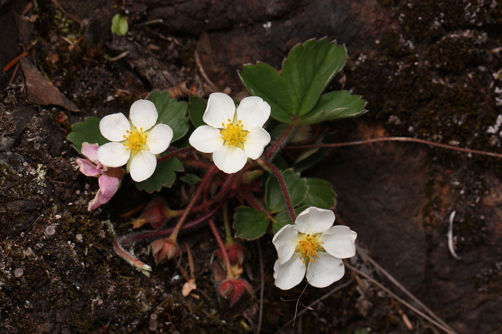 Fragaria virginiana | wild strawberry