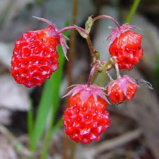 Fragaria virginiana | wild strawberry