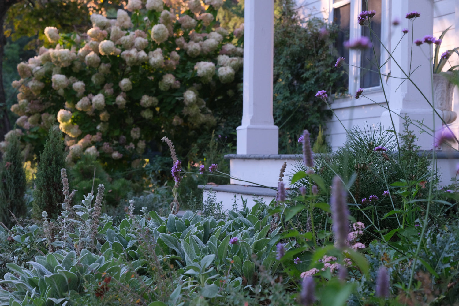 Stachys byzantina in a garden in late fall 