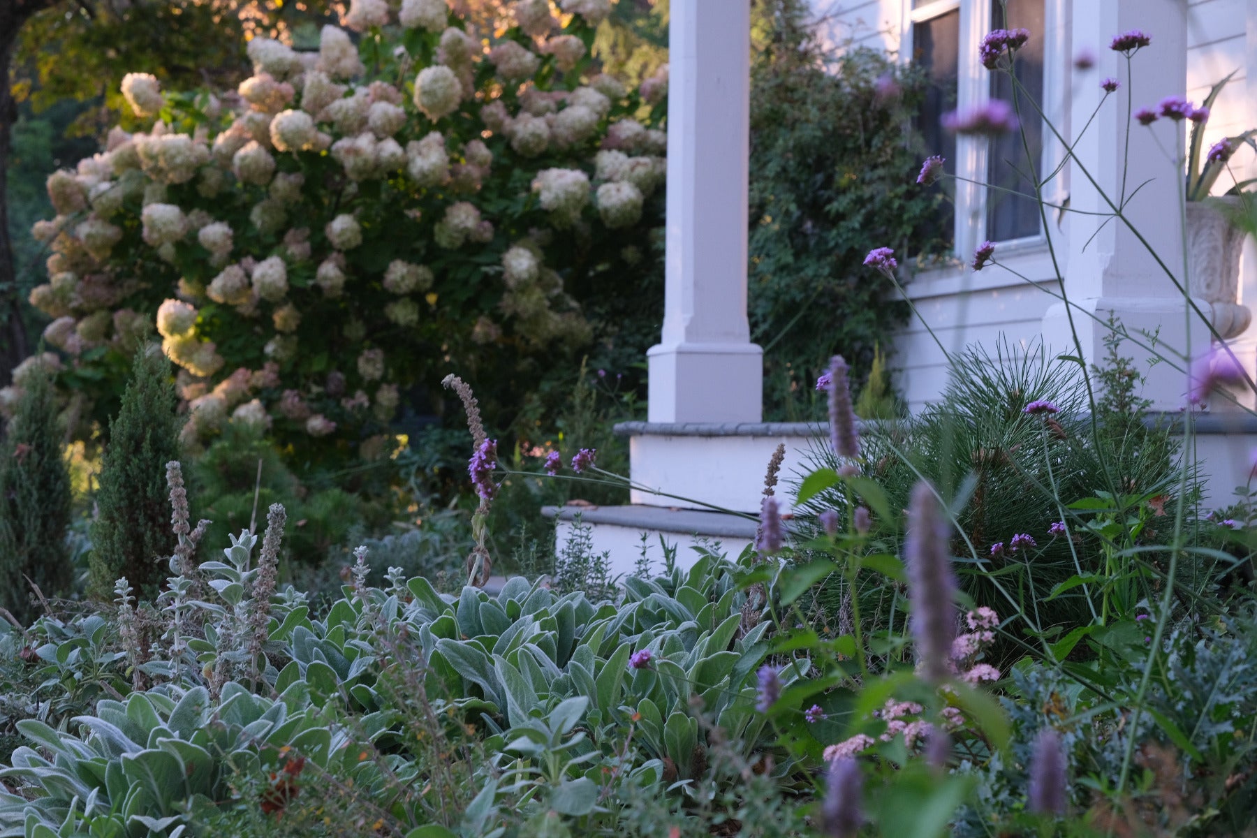 Stachys byzantina in a garden in late fall 