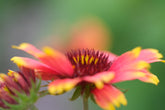 Gaillardia aristata (blanketflower) bloom