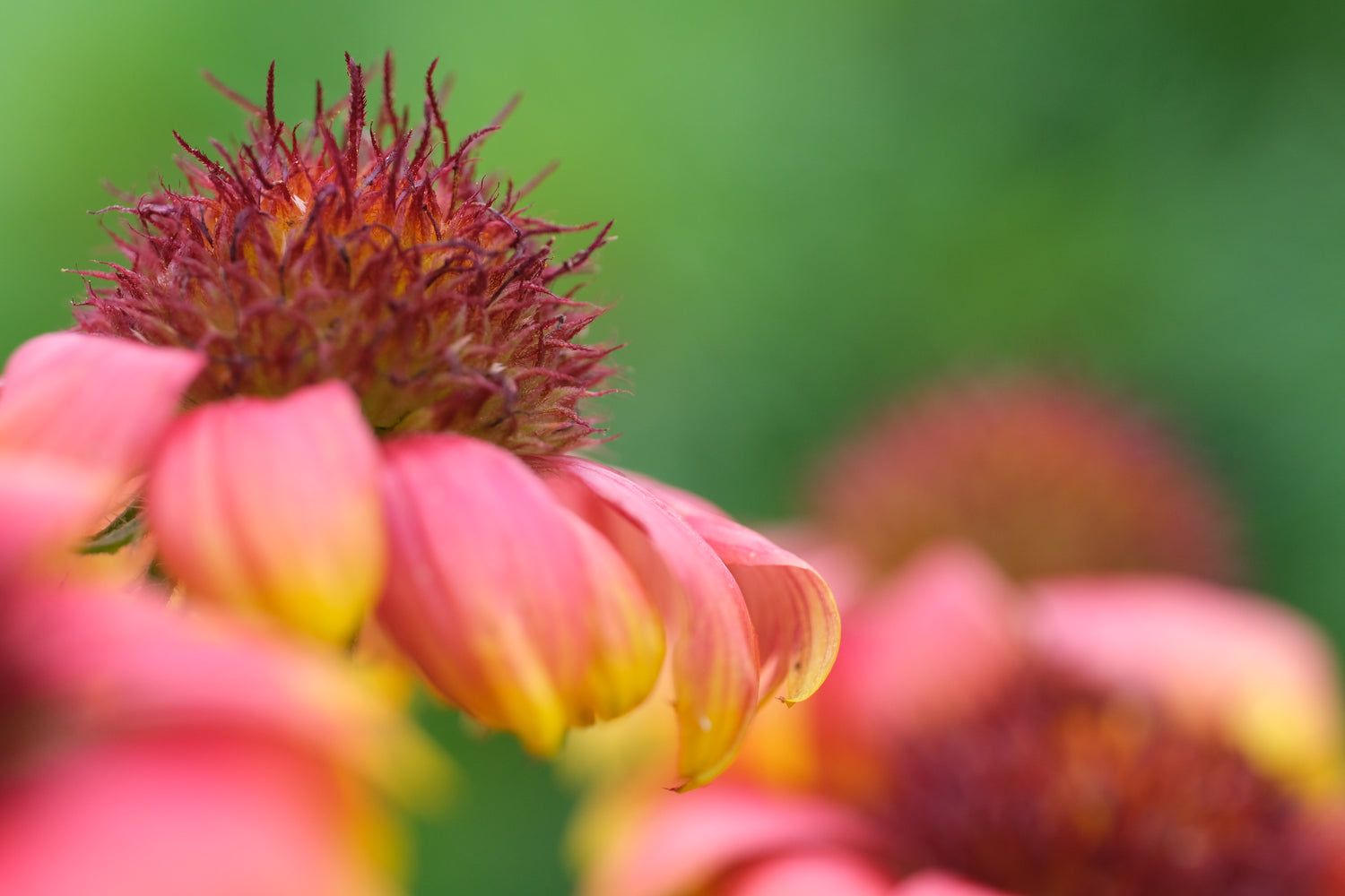 Gaillardia aristata (blanketflower) close up of flower