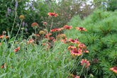 Gaillardia aristata (blanketflower) in garden