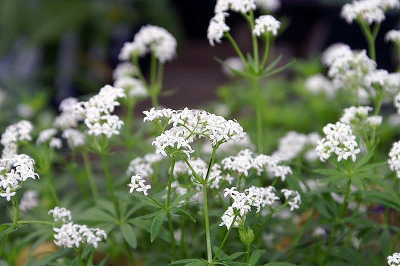 Galium odoratum (sweet woodruff) flowers