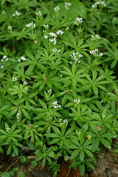 Galium odoratum (sweet woodruff)