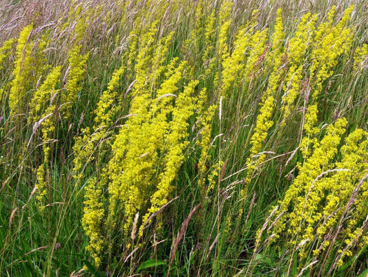 Galium verum (yellow bedstraw)