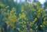 Yellow Galium verum, commonly known as yellow bedstraw, blooms against a blurred green background