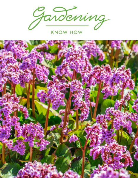 GARDENING KNOW-HOW:  10 Stunning Plants for Winter Color by Melanie Griffiths