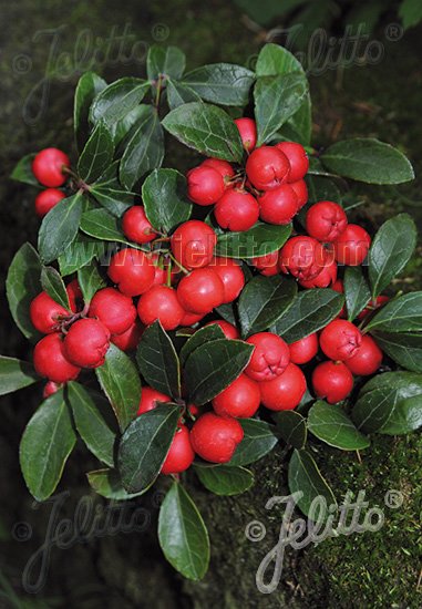 Gaultheria procumbens 'Redwood'(TM)