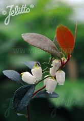 Gaultheria procumbens &