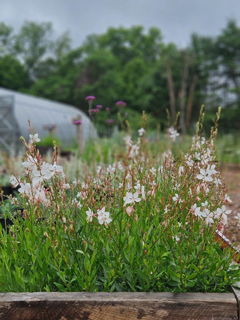 Gaura lindheimeri &