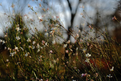 Gaura lindheimeri &