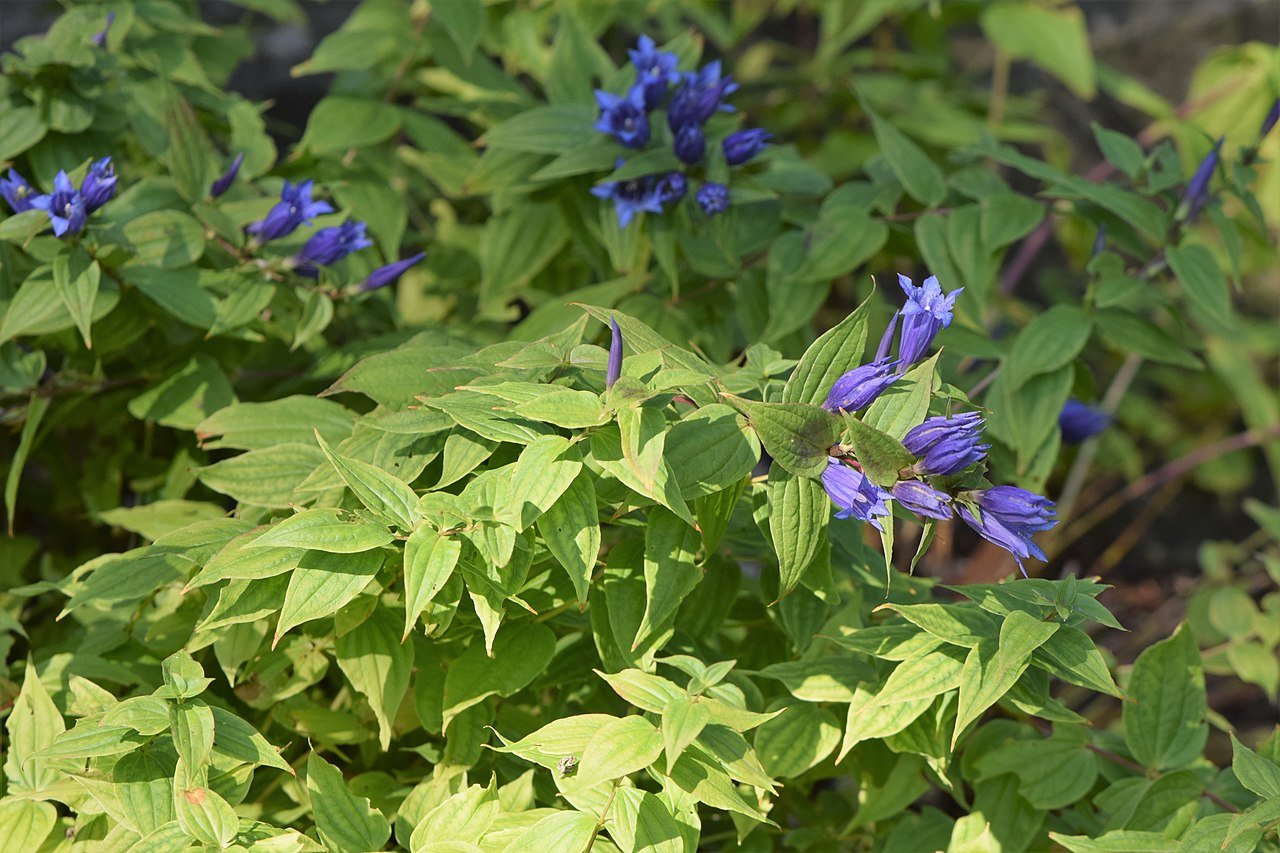 Gentiana asclepiadea (willow gentian)