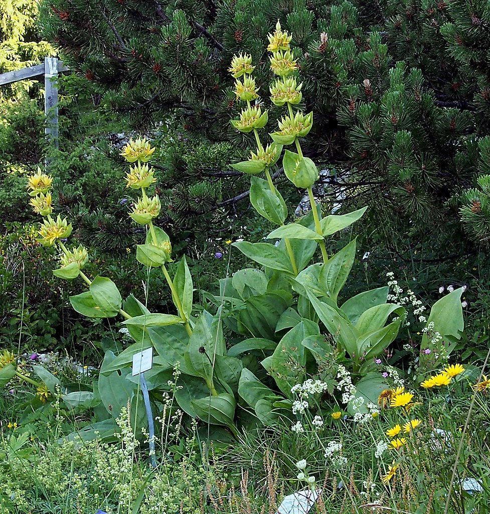 Gentiana lutea (yellow gentian) 