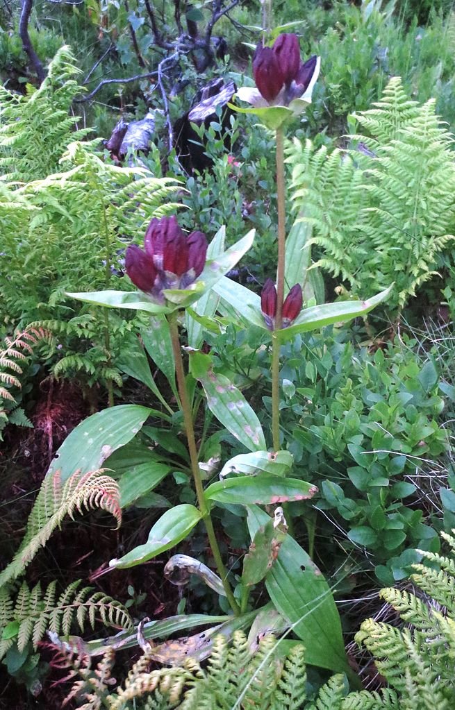 Gentiana purpurea (purple gentian)