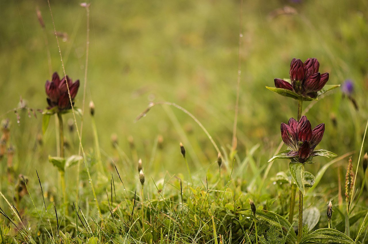 Gentiana purpurea (purple gentian) in natural setting