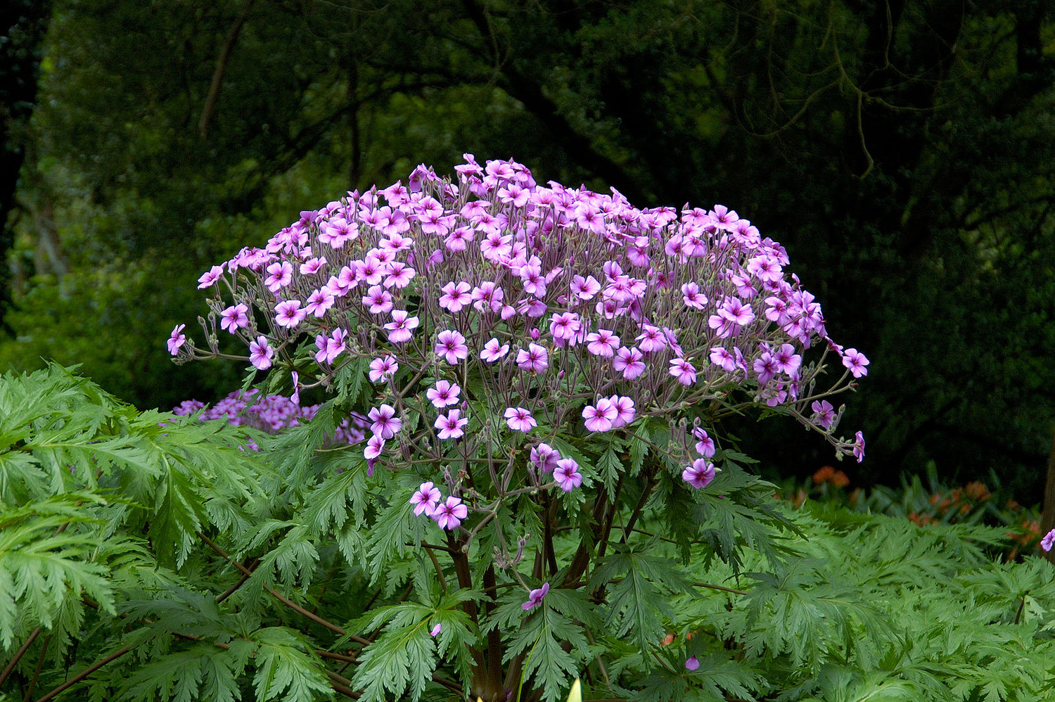 Geranium maderense | giant herb-robert