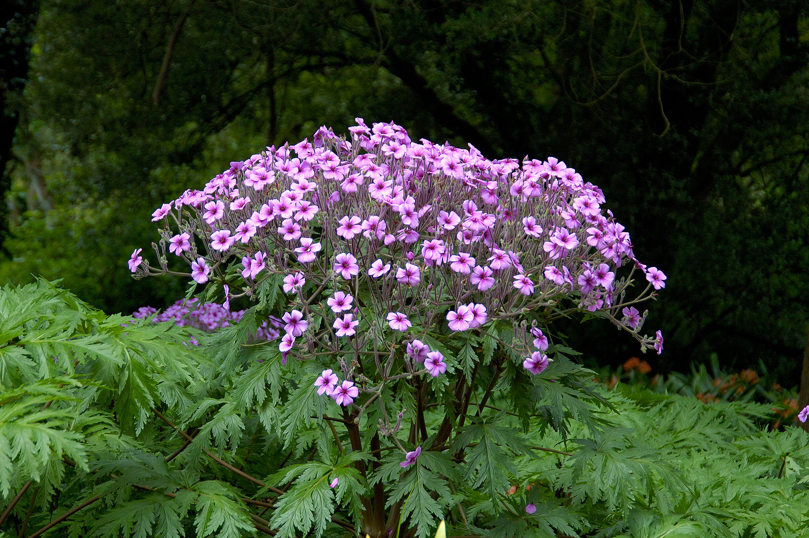 Geranium maderense | giant herb-robert