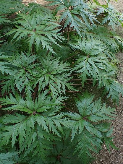 Geranium maderense | giant herb-robert