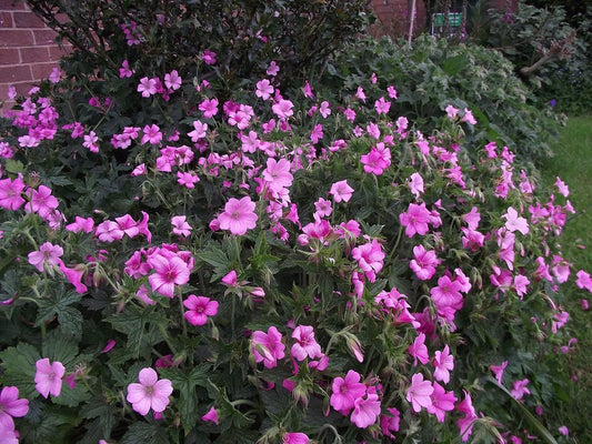 Geranium endressii