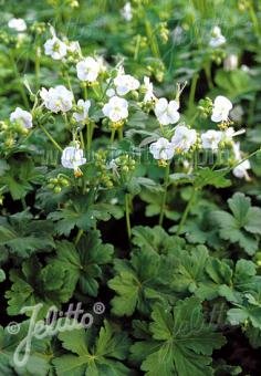 Geranium macrorrhizum 'White Ness'