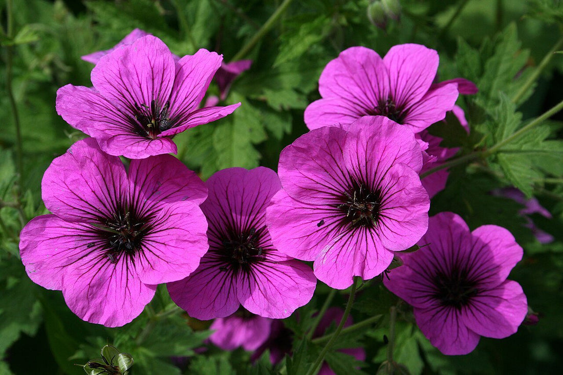 Geranium psilostemon (Armenian cranesbill)