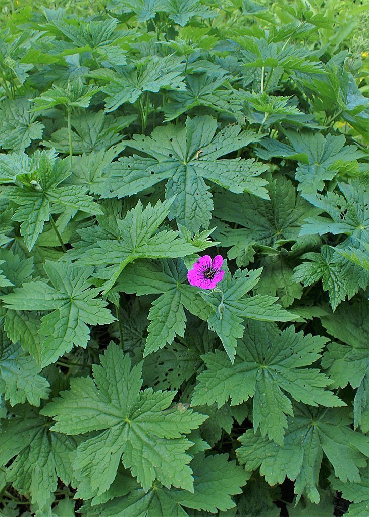 Geranium psilostemon (Armenian cranesbill) foliage