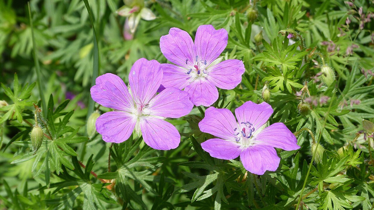 Geranium sanguineum (bloody cranesbill)