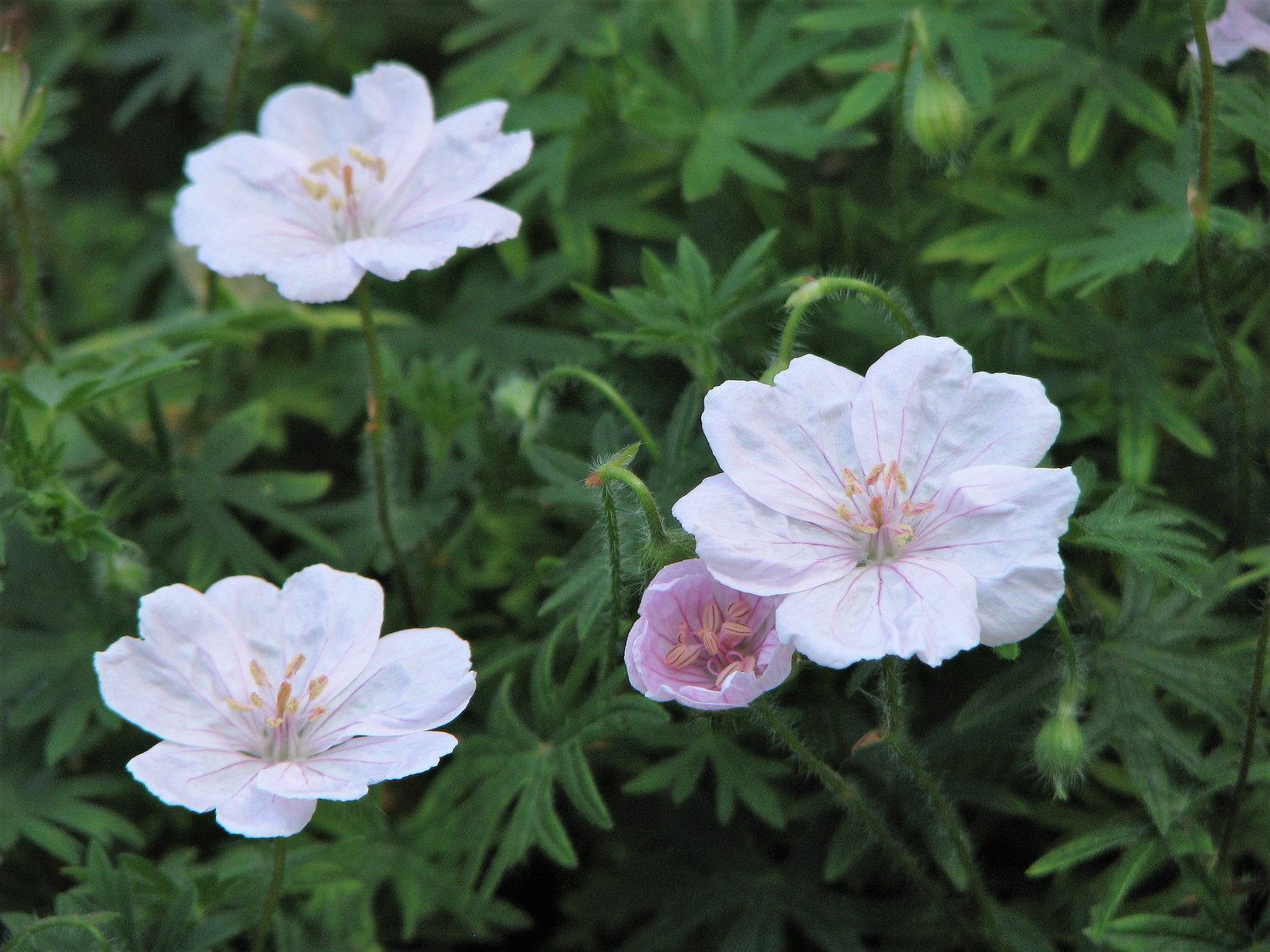 Geranium sanguineum var. striatum (bloody cranesbill)