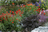 Garden with red Geum chiloense &