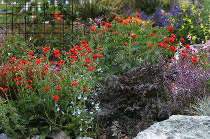 Garden with red Geum chiloense &
