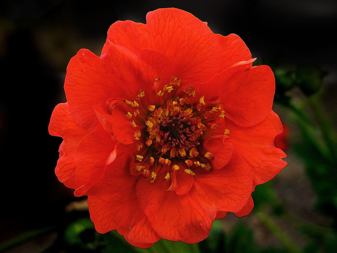 Geum chiloense &