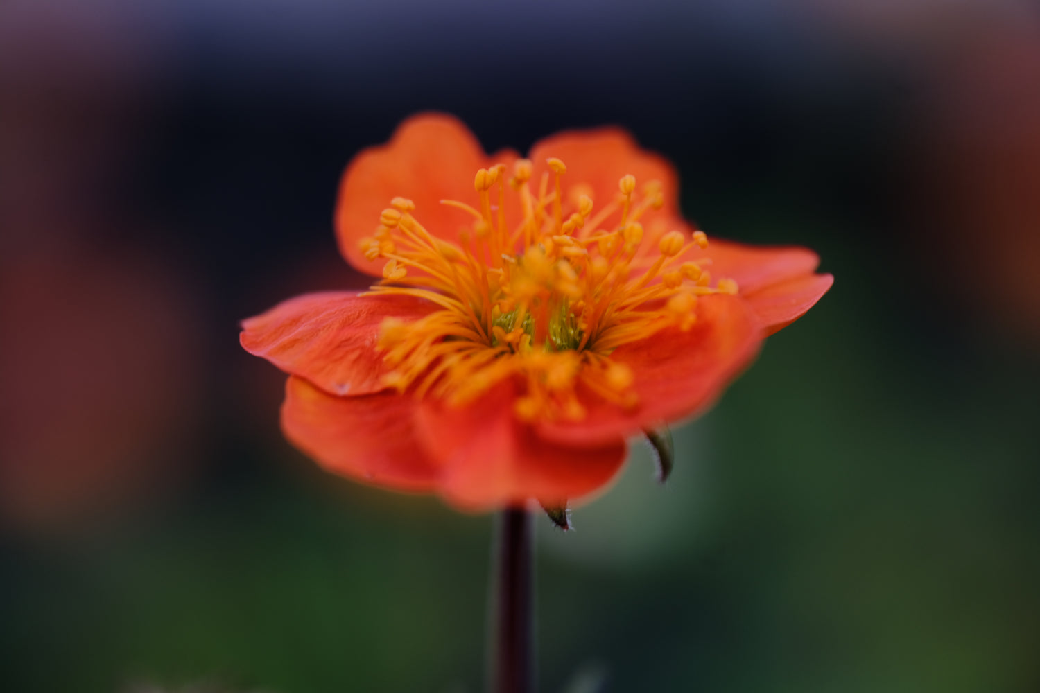 Geum coccineum &