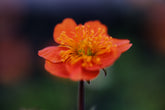Geum coccineum &