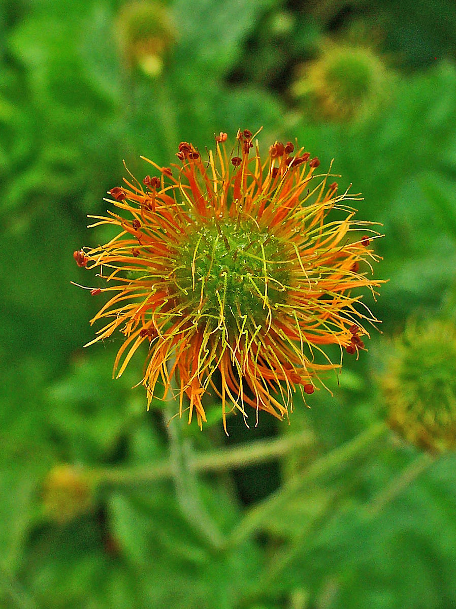 Geum coccineum Borisii strain (avens) seed head