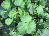 Geum coccineum Borisii strain (avens) foliage