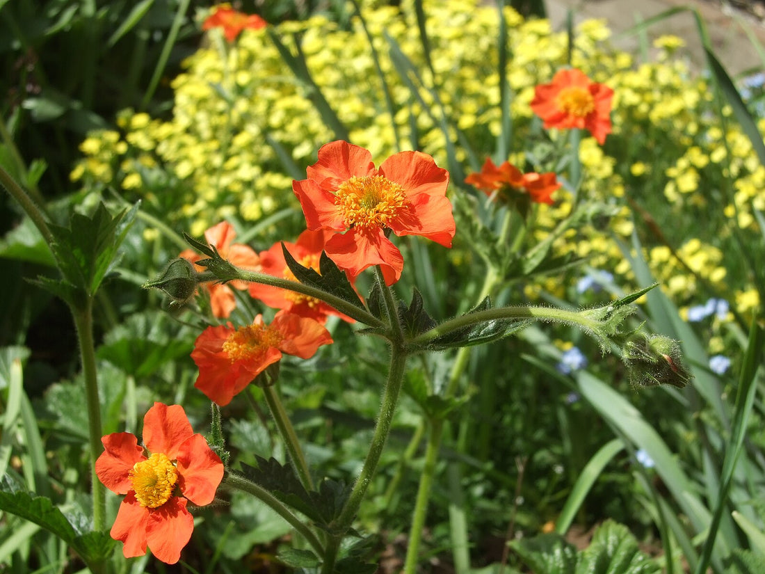 Geum coccineum Borisii strain (avens) in garden