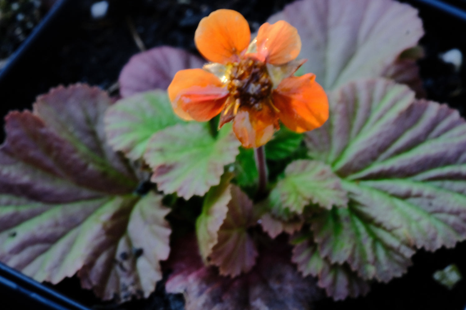 Geum coccineum Koi&