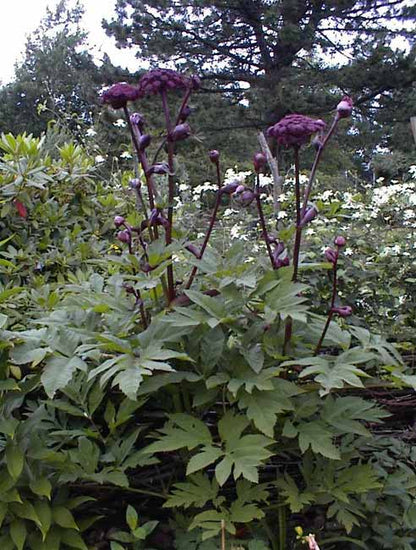 Angelica gigas