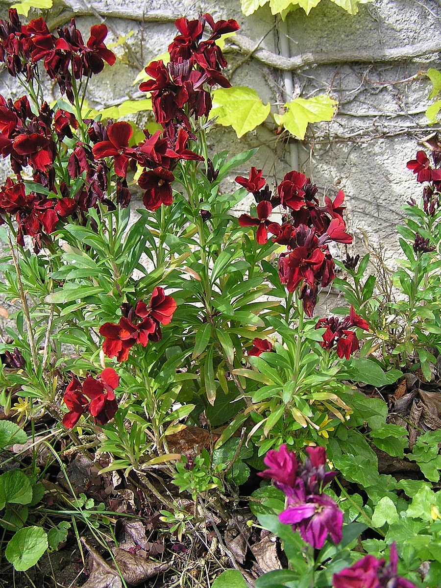 Erysimum cheiri &
