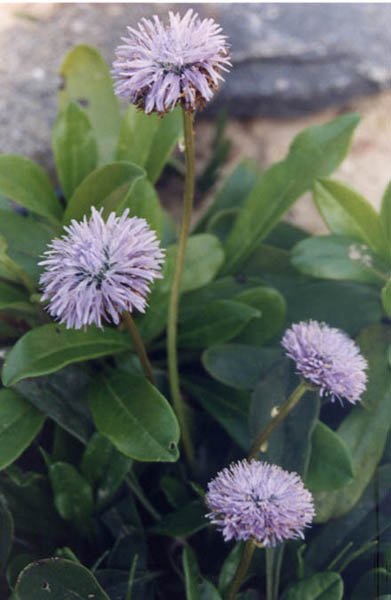 Globularia nudicaulis | globe daisy