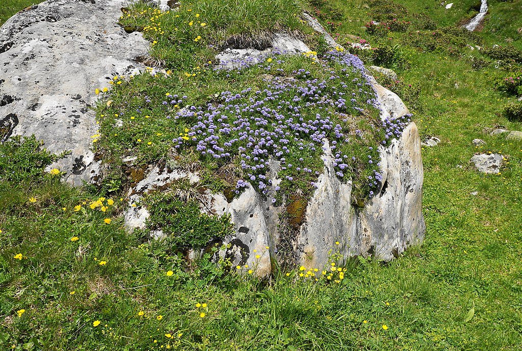 Globularia nudicaulis | globe daisy