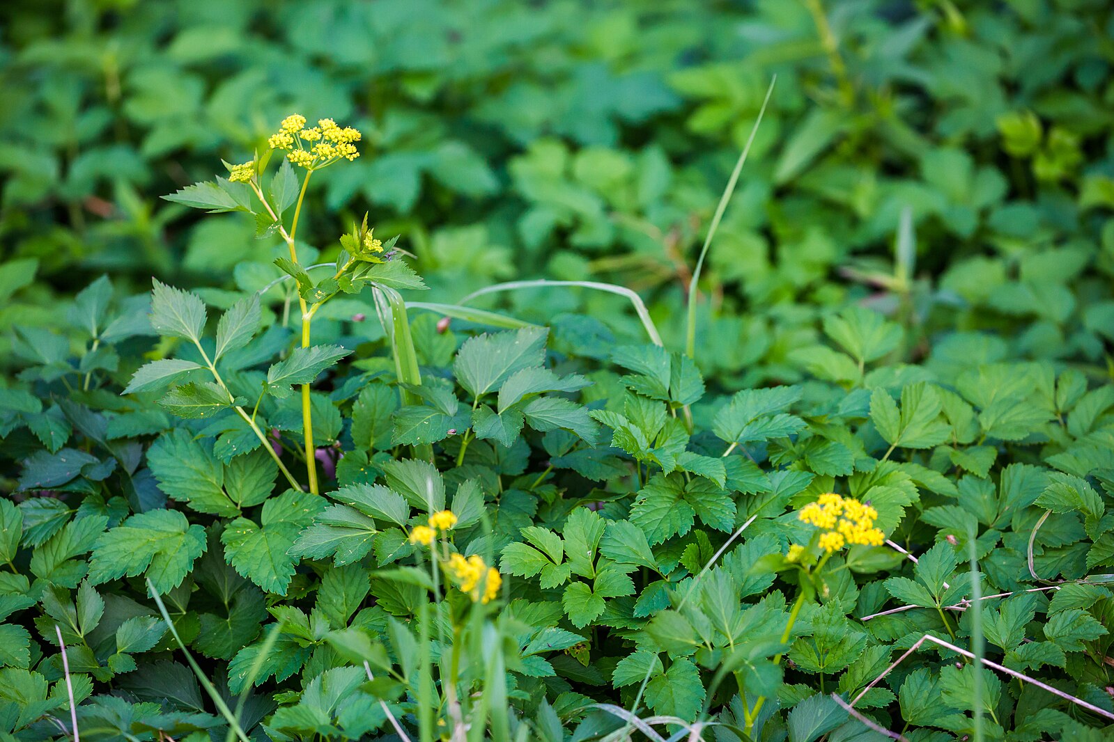 Zizia aurea (golden Alexander) foliage